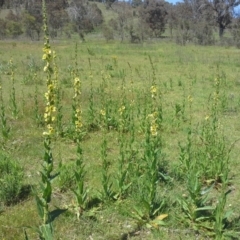 Verbascum virgatum (Green Mullein) at Mount Mugga Mugga - 16 Nov 2015 by Mike