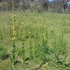 Verbascum virgatum (Green Mullein) at O'Malley, ACT - 16 Nov 2015 by Mike