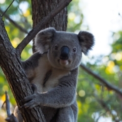 Phascolarctos cinereus (Koala) at Port Macquarie, NSW - 17 Nov 2015 by julesbear