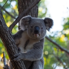 Phascolarctos cinereus (Koala) at Port Macquarie, NSW - 17 Nov 2015 by jules_bear