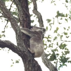 Phascolarctos cinereus (Koala) at Mount Mort, QLD - 15 Nov 2015 by OldHiddenValeStation