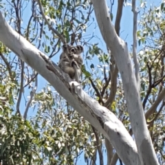 Phascolarctos cinereus (Koala) at Mount Mort, QLD - 16 Nov 2015 by OldHiddenValeStation