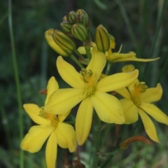 Bulbine bulbosa (Golden Lily) at Theodore, ACT - 6 Nov 2015 by michaelb