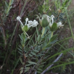 Pimelea glauca (Smooth Rice Flower) at Tuggeranong Hill - 7 Nov 2015 by michaelb