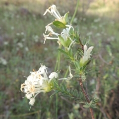 Pimelea glauca at Theodore, ACT - 7 Nov 2015