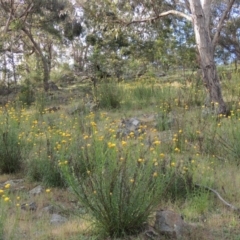 Xerochrysum viscosum (Sticky Everlasting) at Tuggeranong Hill - 7 Nov 2015 by michaelb