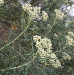 Cassinia longifolia (Shiny Cassinia, Cauliflower Bush) at Theodore, ACT - 7 Nov 2015 by michaelb