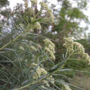 Cassinia longifolia at Theodore, ACT - 7 Nov 2015 06:32 PM