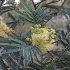 Acacia mearnsii (Black Wattle) at Theodore, ACT - 7 Nov 2015 by michaelb