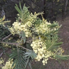 Acacia mearnsii (Black Wattle) at Theodore, ACT - 7 Nov 2015 by MichaelBedingfield