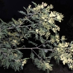 Acacia mearnsii (Black Wattle) at Calwell, ACT - 7 Nov 2015 by MichaelBedingfield