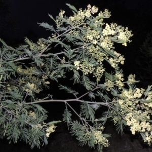 Acacia mearnsii at Calwell, ACT - 7 Nov 2015