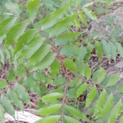 Ailanthus altissima (Tree-of-Heaven) at Theodore, ACT - 7 Nov 2015 by michaelb