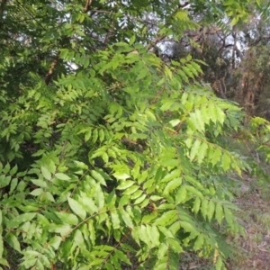 Ailanthus altissima at Theodore, ACT - 7 Nov 2015 06:35 PM