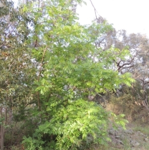 Ailanthus altissima at Theodore, ACT - 7 Nov 2015 06:35 PM