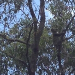 Phascolarctos cinereus (Koala) at Webbs Creek, NSW - 13 Nov 2015 by hsmi7628