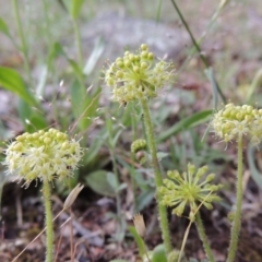 Hydrocotyle laxiflora (Stinking Pennywort) at Tuggeranong Hill - 7 Nov 2015 by michaelb