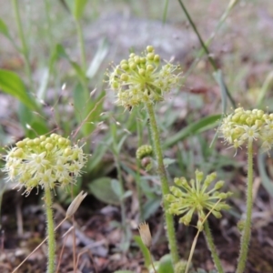 Hydrocotyle laxiflora at Theodore, ACT - 7 Nov 2015