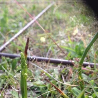 Microtis sp. (Onion Orchid) at Gungaderra Grasslands - 17 Nov 2015 by RichardMilner