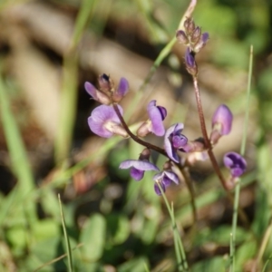 Glycine tabacina at Garran, ACT - 18 Nov 2015