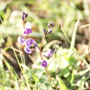 Glycine tabacina at Garran, ACT - 18 Nov 2015 07:08 AM