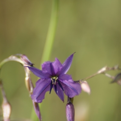 Arthropodium fimbriatum (Nodding Chocolate Lily) at Red Hill, ACT - 18 Nov 2015 by roymcd
