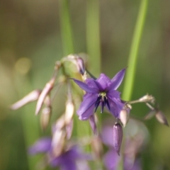 Arthropodium fimbriatum at Red Hill, ACT - 18 Nov 2015