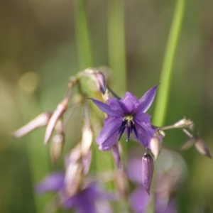 Arthropodium fimbriatum at Red Hill, ACT - 18 Nov 2015 08:21 AM