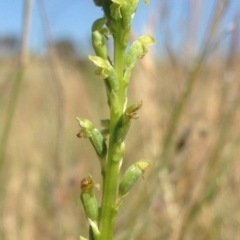 Microtis sp. (Onion Orchid) at Gungaderra Grasslands - 17 Nov 2015 by RichardMilner