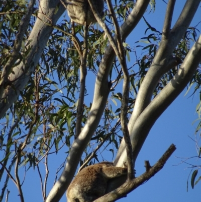 Phascolarctos cinereus (Koala) at  - 17 Nov 2015 by magpie4@live.com.au