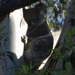 Phascolarctos cinereus (Koala) at - 17 Nov 2015 by magpie4@live.com.au