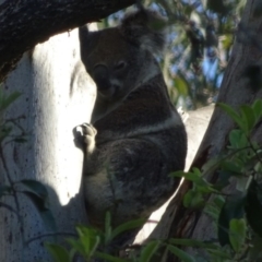 Phascolarctos cinereus (Koala) at  - 18 Nov 2015 by magpie4@live.com.au