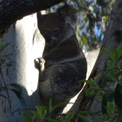 Phascolarctos cinereus (Koala) at  - 18 Nov 2015 by magpie4@live.com.au