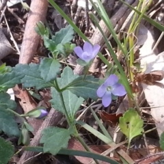 Veronica calycina (Hairy Speedwell) at Mount Majura - 18 Oct 2015 by MAX