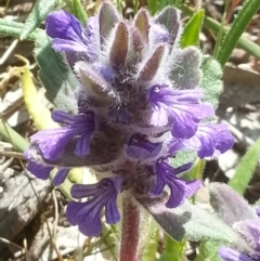 Ajuga australis (Austral Bugle) at Canberra Central, ACT - 18 Oct 2015 by MPW