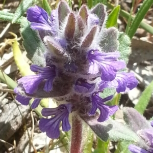 Ajuga australis at Canberra Central, ACT - 18 Oct 2015 02:46 PM