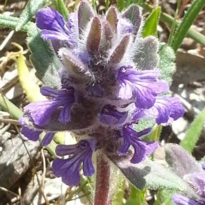 Ajuga australis (Austral Bugle) at Canberra Central, ACT - 18 Oct 2015 by MPW