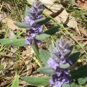 Ajuga australis at Canberra Central, ACT - 18 Oct 2015 02:46 PM