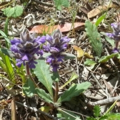 Ajuga australis at Canberra Central, ACT - 18 Oct 2015