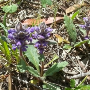 Ajuga australis at Canberra Central, ACT - 18 Oct 2015