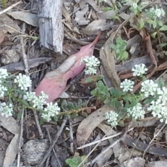 Poranthera microphylla (Small Poranthera) at Mount Majura - 18 Oct 2015 by MAX