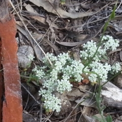 Poranthera microphylla at Canberra Central, ACT - 18 Oct 2015