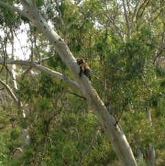 Phascolarctos cinereus (Koala) at Rostrevor, SA - 17 Nov 2015 by Spotto