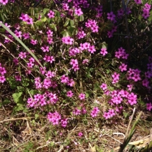 Oxalis sp. at Kingston, ACT - 18 Nov 2015 01:47 PM