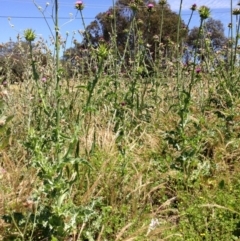 Silybum marianum (Variegated Thistle) at Mount Ainslie to Black Mountain - 18 Nov 2015 by Ratcliffe