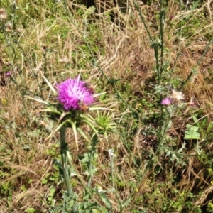 Silybum marianum at Campbell, ACT - 18 Nov 2015