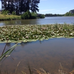 Nymphaea alba (Waterlily) at Molonglo Valley, ACT - 18 Nov 2015 by Ratcliffe