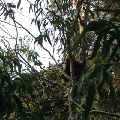 Phascolarctos cinereus (Koala) at Rostrevor, SA - 17 Nov 2015 by Spotto