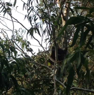 Phascolarctos cinereus (Koala) at Rostrevor, SA - 18 Nov 2015 by Spotto