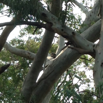 Phascolarctos cinereus (Koala) at Rostrevor, SA - 18 Nov 2015 by Spotto